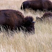 Bison in tall grass