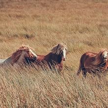 Horses in tall grass